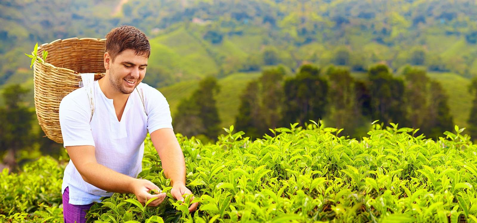 Tea Experience